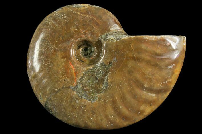 Red Flash Ammonite Fossil - Madagascar #151787